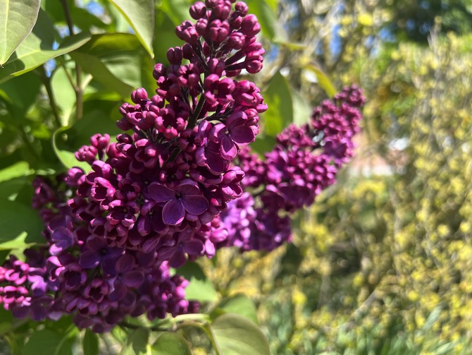 Ferienhaus in Fehmarn OT Westermarkelsdorf - Pension Seestern - Bild 14
