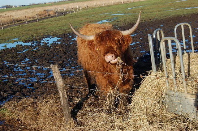Ferienwohnung in Fehmarn OT Petersdorf - Ferienwohnung Harländer - Bild 19