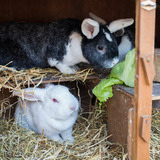 Ferienwohnung in Fehmarn OT Wenkendorf - Ferienhof Marquardt Fewo Sperlingsh&ouml;h - Bild 13