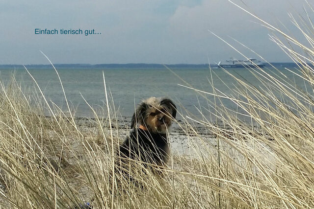 Ferienwohnung in Wendtorf - Whg. Silberm&ouml;we - Haus Nordlichter - Bild 11