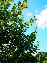 Ferienhaus in Gl&uuml;cksburg - Ferienhaus Pauline - Bild 19