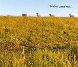 Ferienwohnung in Wendtorf - Sturmflut - Bild 16