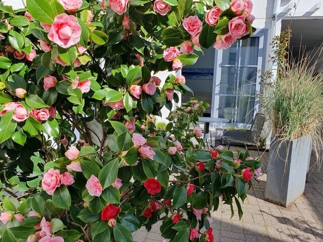 Ferienwohnung in Kappeln - Kappeln 336 - Bild 25