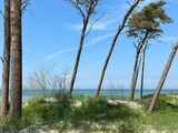 Ferienhaus in Zingst - Herzmuschel - Bild 7