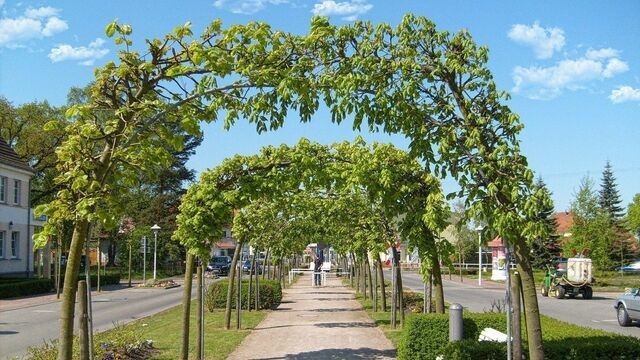 Ferienwohnung in Baabe - Ferienwohnung 6/15 - Bild 13
