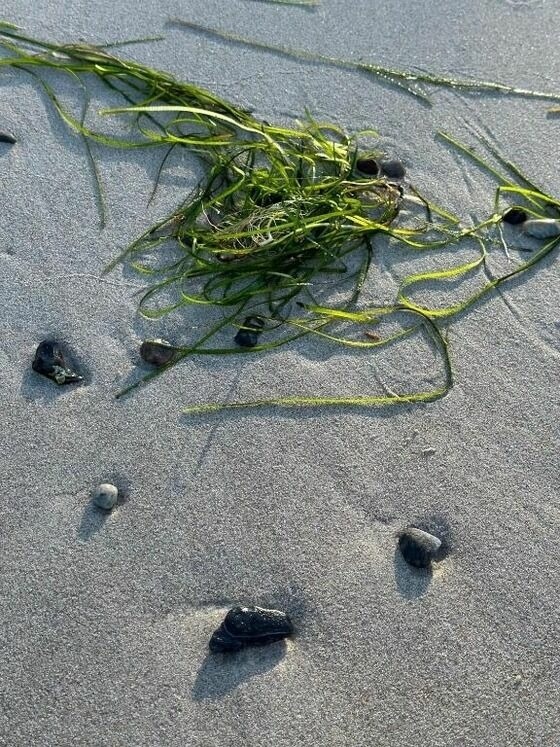 Ferienwohnung in Dranske - Kapitänskajüte am Bakenberg- D21 - Bild 11