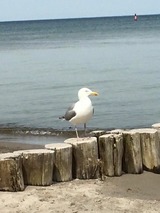 Ferienwohnung in Ostseeheilbad Zingst - Utkiek 2 - Bild 24